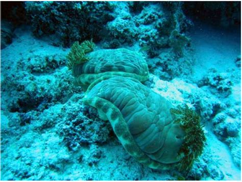 8.1 Underwater Vision .